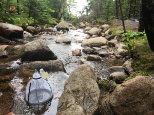 photo of stream in forest