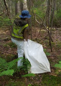 photo of lucy collecting ticks