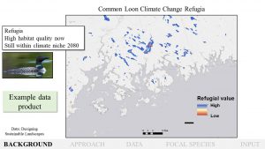 common loon climate change refugia map