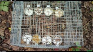 cage of seed trays on forest floor