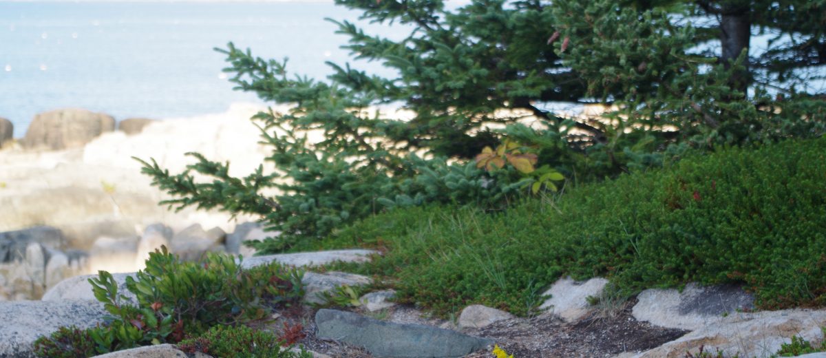 Rocky shore with black crowberry and spruce tree, ocean in background