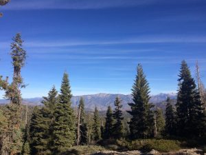 High elevation evergreen trees with SIerra Nevada mountains in background