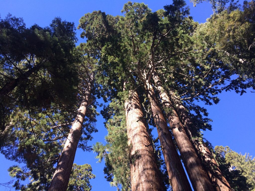 The top of giant sequoia trees in the Grant Grove