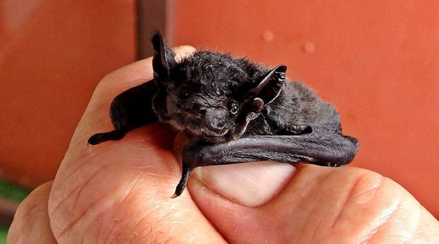 A human hand holds a black bat between thumb and forefinger